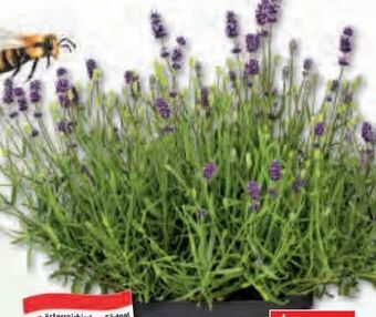 Bauhaus Lavendel Angebot