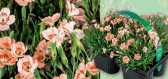 Norma Topfnelke Peach Party Angebot