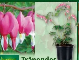 Norma Tränendes Herz Angebot