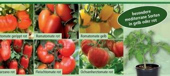 Norma Mediterrane Tomaten Angebot