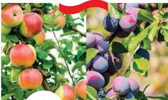 Bellaflora Premium Obstbäume Angebot