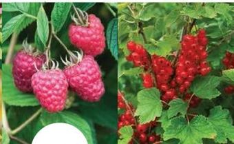 Bellaflora Bio Beerenobst Angebot