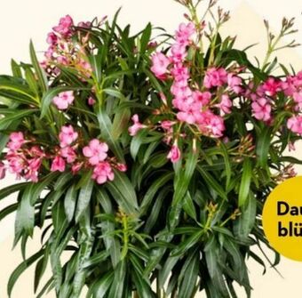 Bellaflora Oleander Angebot