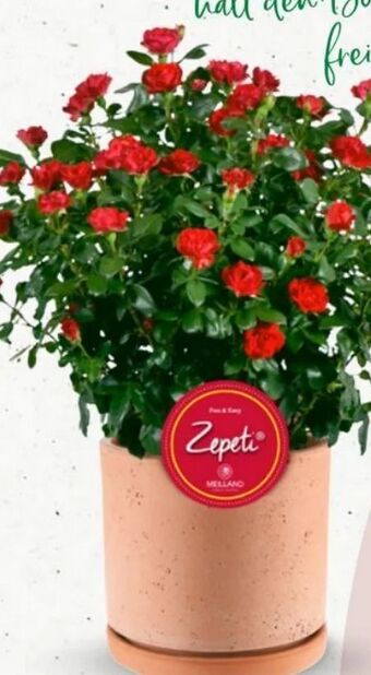 Bellaflora Rose Zepeti Angebot