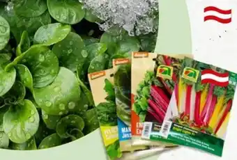 Bellaflora Samensortiment Angebot