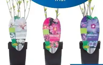 Lidl Hibiskus Mix Angebot