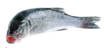 Transgourmet Wolfsbarsch Angebot