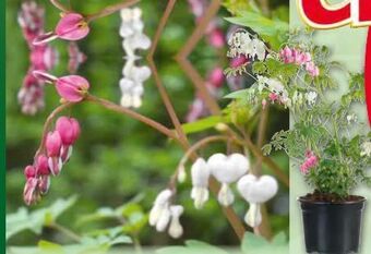 Norma Tränendes Herz Angebot