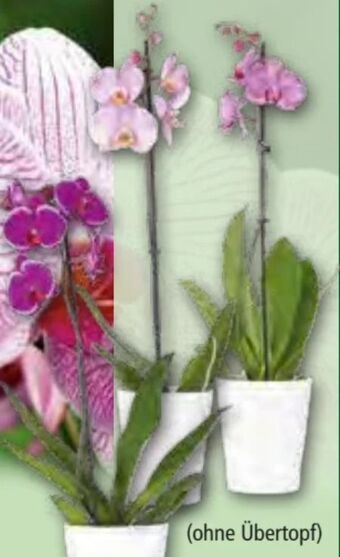 Norma Orchidee Phalaenopsis Angebot