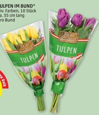 PENNY Tulpen Angebot