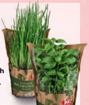 Billa Bio Kräuter Angebot