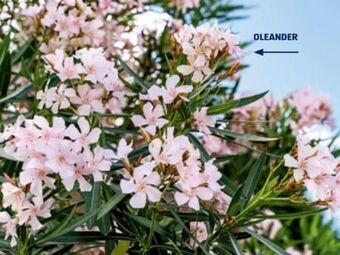 Hofer Oleander Angebot