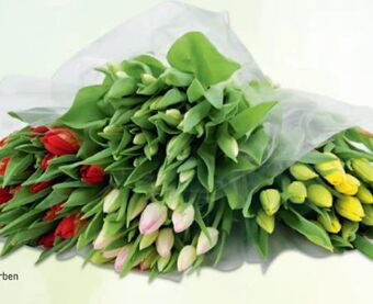 Metro Tulpen Angebot