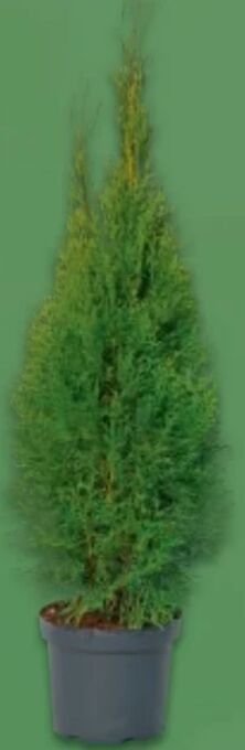 Metro Thuje Smaragd Angebot