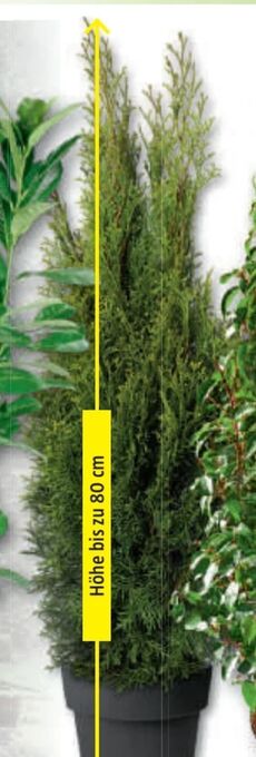 Bauhaus Thuje Smaragd Angebot