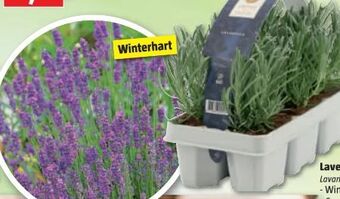 Bauhaus Lavendel Angebot