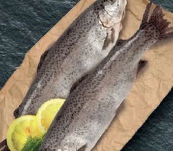 Lidl Forelle Angebot