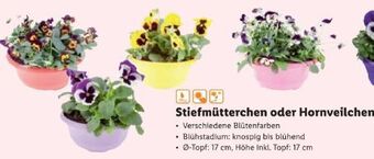 Lidl Stiefmütterchen Angebot