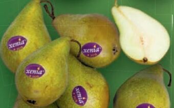 Lidl Xenia Birnen Angebot