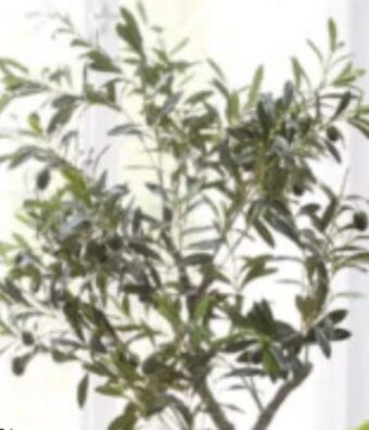Mömax Kunstpflanze Olivenbaum Angebot