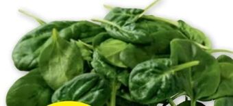 PENNY Spinat Angebot