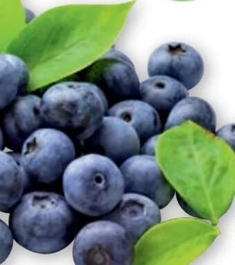 PENNY Heidelbeeren Angebot