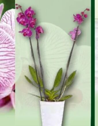 Norma Orchidee Phalaenopsis Angebot