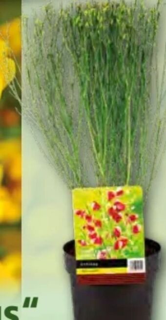 Norma Ginster Mix Cytisus Angebot