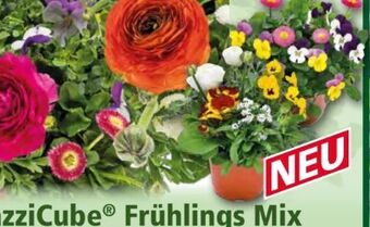Norma Crazzi Cube Frühlings Mix Angebot