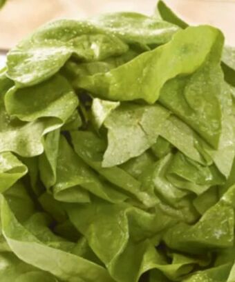 Spar Kopfsalat Angebot