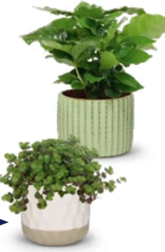 Hofer Grünpflanzen Angebot