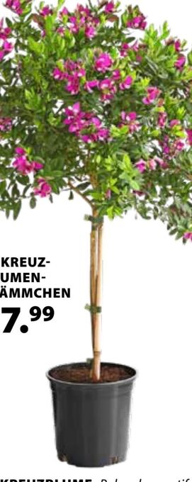 Dehner Kreuzblume Busch Angebot