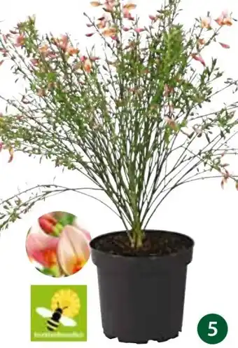 Dehner Ginster Angebot