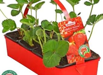 Dehner Erdbeeren Angebot