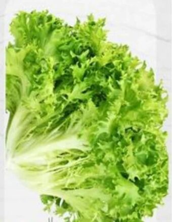 ETSAN Salat Grazer Angebot