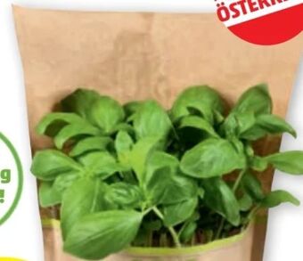 PENNY Kräuter Angebot