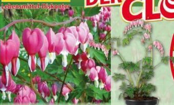 Norma Tränendes Herz Angebot