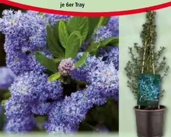 Norma Amerikanischer Flieder Ceanothus Angebot