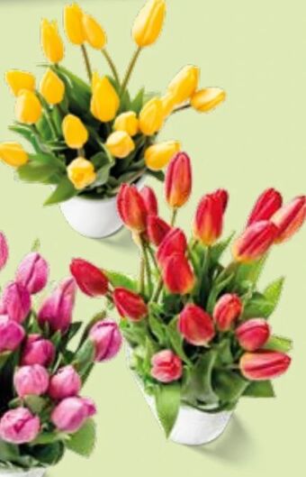 Interspar Tulpen Angebot
