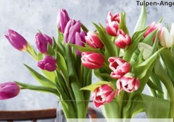 Spar Tulpen Angebot