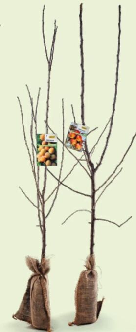 Hofer Obstbaum Angebot
