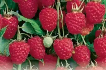 Metro Beeren Mix Pflanzen Angebot