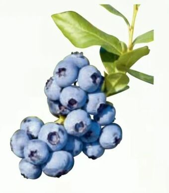 Metro Heidelbeeren Angebot