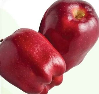ETSAN Apfel Red Delicious Angebot