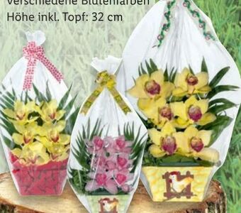 Orchideen