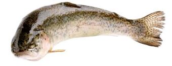 Transgourmet Forelle Angebot