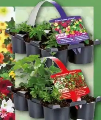 Norma Bunter Balkonkasten Angebot