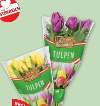 PENNY Tulpen Angebot