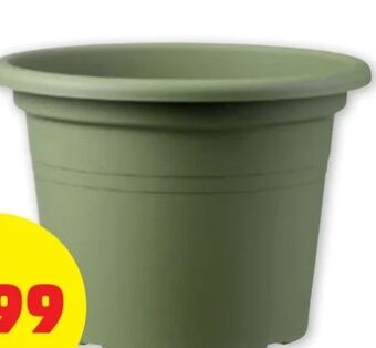 PENNY Blumentopf Angebot
