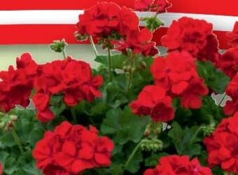 Bauhaus Pelargonie Big Eeze Angebot